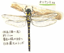 oniyanma